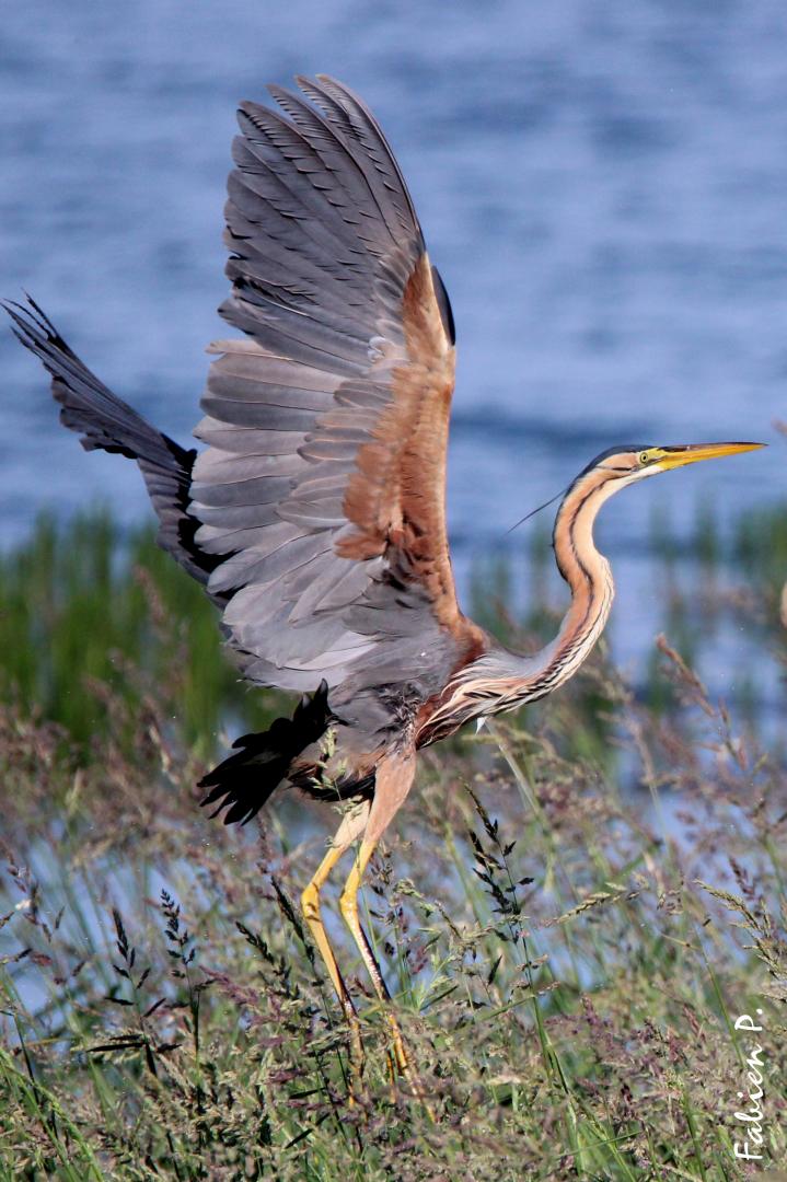 Camping pitch hire Champaubert peninsula